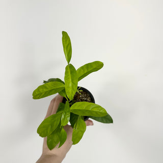 Hoya solokensis [#2196]