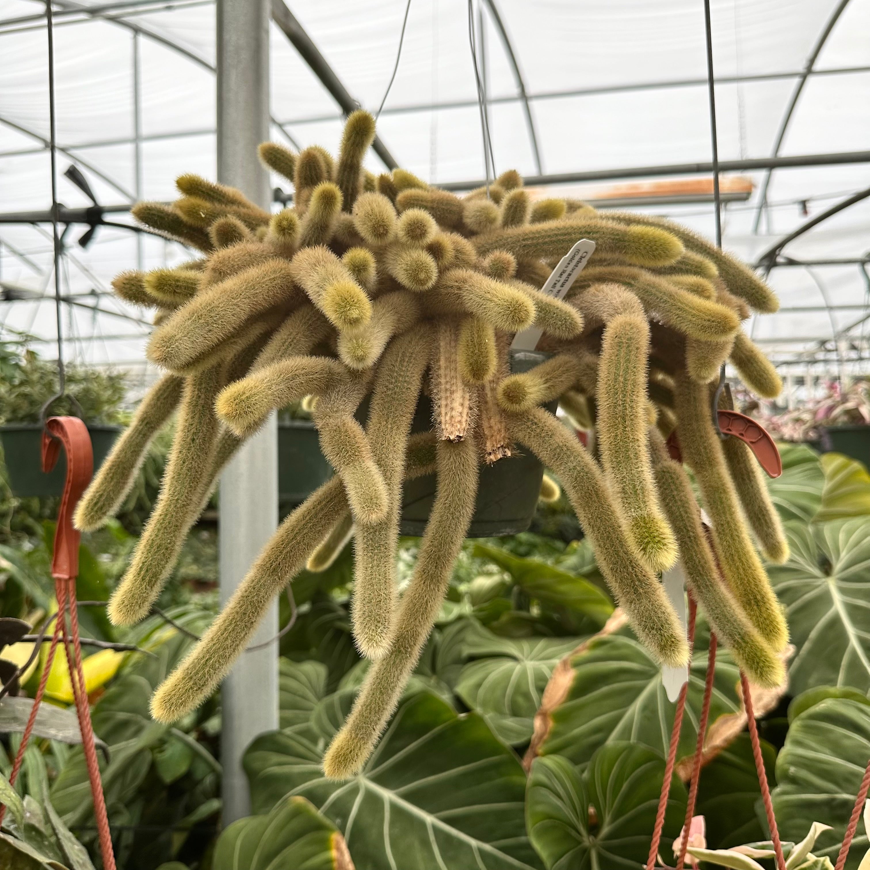 rat tail succulent Cleistocactus winteri (Golden Rat Tail Cactus)