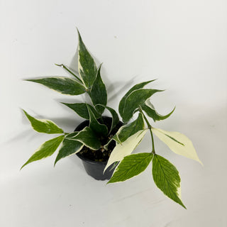 Hoya polyneura (outer variegated) [#1727]