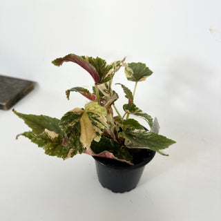 Begonia 'Ginny Galaxy' [#2111]