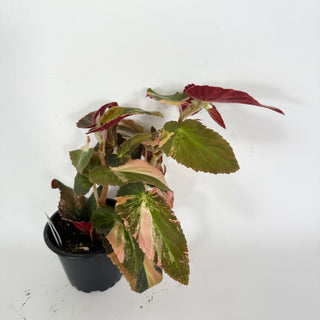 Begonia ‘Withlacoochee’ (Variegated) [#2102]