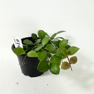 Hoya carmelae [#1930]