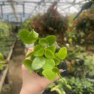 Hoya biakensis "Splash"