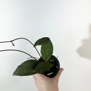 Hoya peninsularis [#2188]