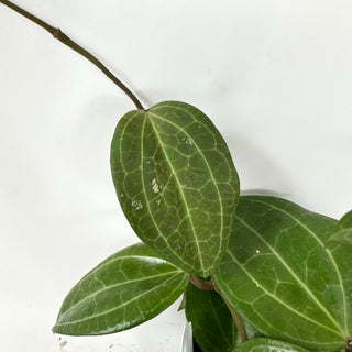 Hoya latifolia (Sulawesi GPS 8867) [#1935]