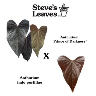 Anthurium 'Prince of Darkness' x indo portillae [#1785]