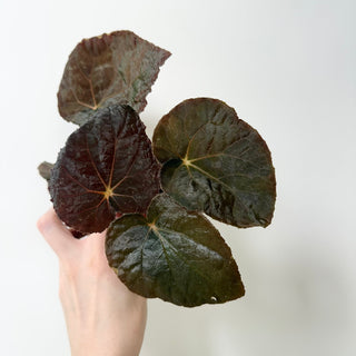 Begonia 'Steve's Leaves Bloodmoon' [#2018]