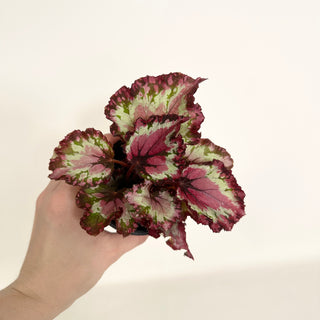 Begonia 'Harmony's Red Star' [#2156]