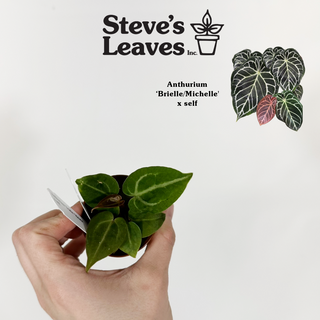Anthurium 'Brielle'/'Michelle' x self - 2 Seedlings [#1516]