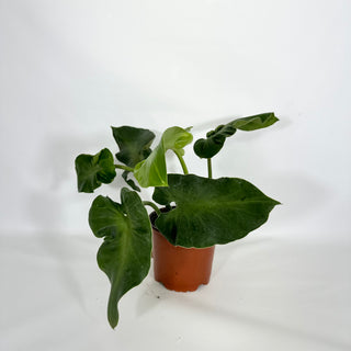 Z-4623 - Philodendron rugosum (Aberrant Form)