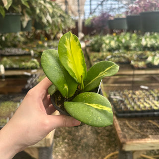 Hoya diversifolia (inner variegated)