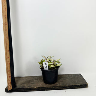 Hoya lacunosa minara [#1723]