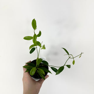 Hoya megalantha [#2322]