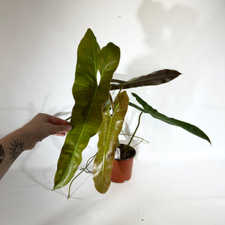 Philodendron atabapoense (Non-TC) [#1827]