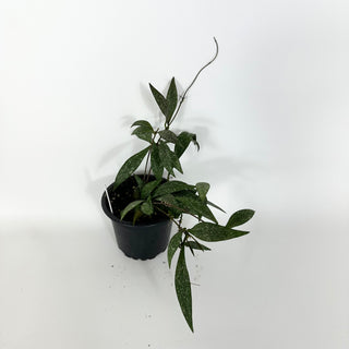 Hoya parviflora (splash) [#2168]