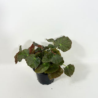 Begonia U538 [#2085]