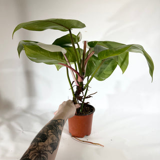 Philodendron 'White Princess' (Non-TC) [#1774]