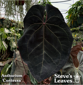 Anthurium 'Contessa' x self - Seed Pack