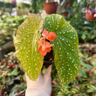 Begonia 'Orange Glow'