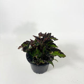Begonia 'Texas Red Star' [#2052]