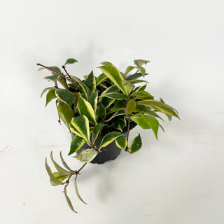 Hoya bakoensis (outer-variegated) [#2342]