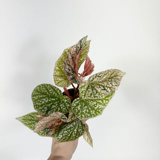 Begonia 'Snow Capped' (Variegated) [#2172]