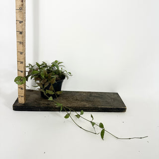 Hoya lacunosa (Durian Perangin) [#2231]