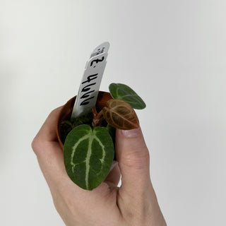Z-4666 - Anthurium 'Tezula Dreamweaver'/dorayaki x 'Arnold Schwarzenegger' - Seedling