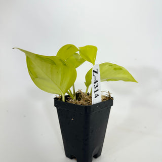 Z-4314 - Epipremnum aureum 'Champs-Élysées'