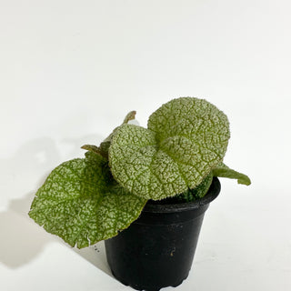 Begonia 'Steve's Leaves Dewfrost' [#2018]