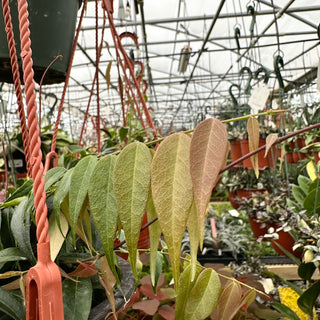 Hoya leucantha