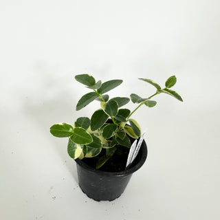 Hoya cumingiana albo-marginata [#2303]