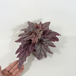 Begonia 'Lamoon' [#2103]