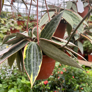 Hoya macrophylla albo-marginata