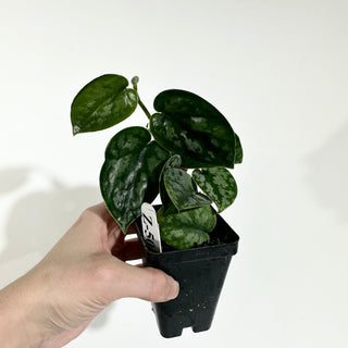 Z-5041 - Scindapsus pictus 'Black Mamba'