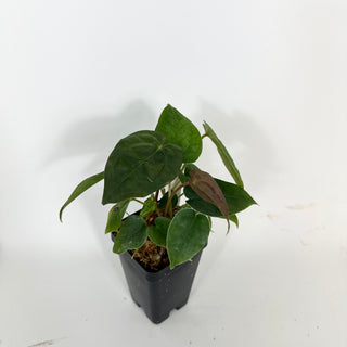 Anthurium ('Zara'/'Michelle')/luxurians x papillilaminum SL #1 [#2080]