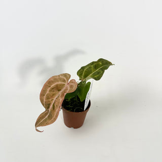 Anthurium 'Arnold Schwarzenegger' x 'Chuck Norris' - Seedling [#2121]