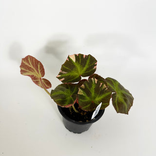 Begonia soli-mutata (variegated) [#2309]
