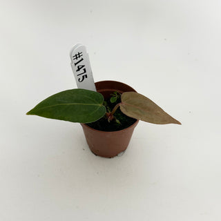Anthurium 'Dimples' x self - Seedling [#1475]