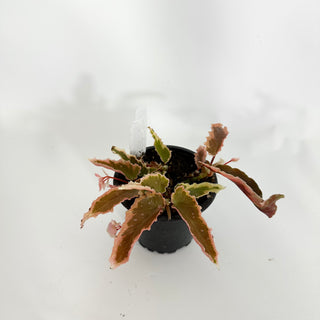 Z-4515 - Begonia 'Dainty Spray' (Sport)