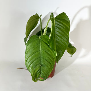 Philodendron genevievianum (Non-TC) [#2037]