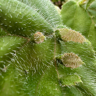 Begonia hispida var. cucullifera