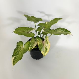 Syngonium 'White Princess' [#1595]