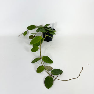 Hoya vangviengiensis [#2223]