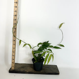 Hoya megalantha [#2287]