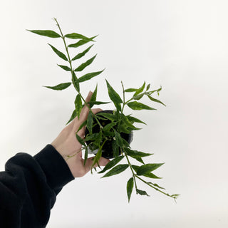 Hoya paxtonii [#2229]