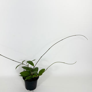 Hoya sp. Aceh Singkil AO 01 [#2203]