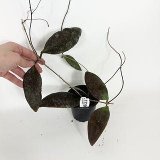 Hoya towutiensis [#2200]