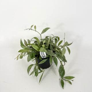 Hoya lacunosa 'Moonlight' [#2226]