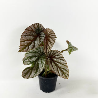 Begonia brevirimosa (Silver Form) [#2486]